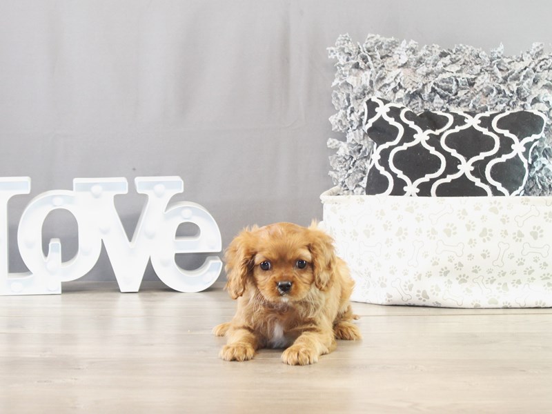Cavalier King Charles Spaniel – 21550