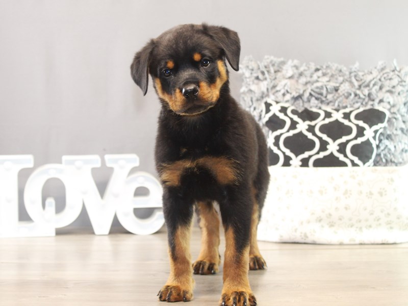 Rottweiler – 21548