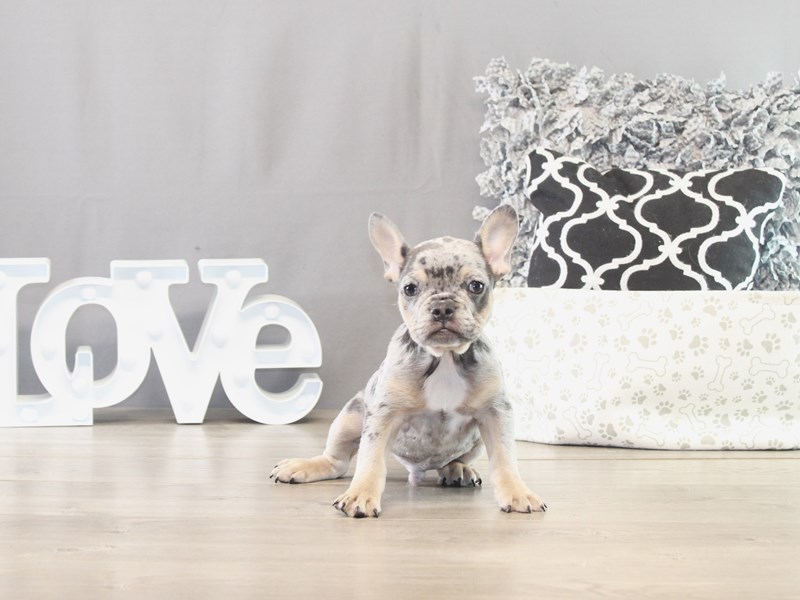 French Bulldog – 21547
