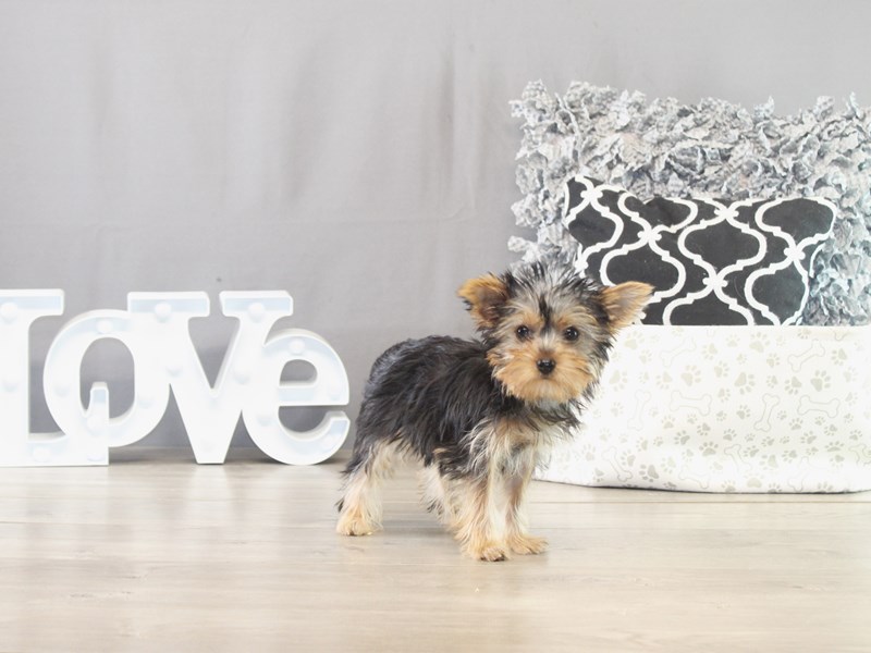 Yorkshire Terrier – 21546