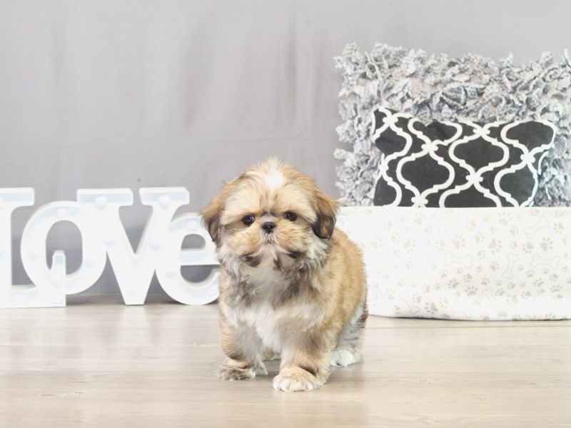 Shih Tzu – 21544