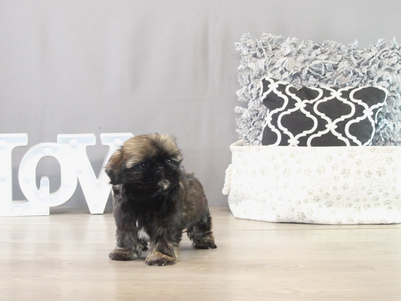 Shih Tzu – 21543