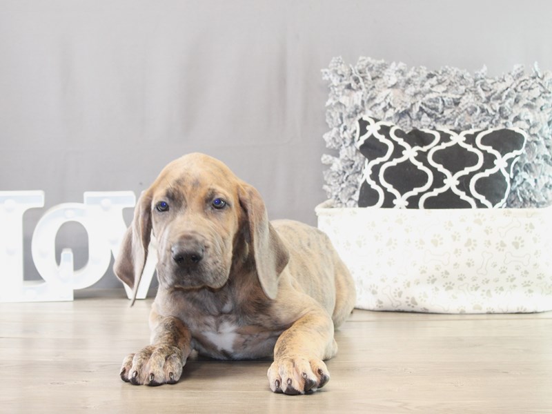 Great Dane – 21545