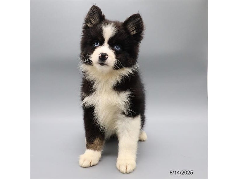 Pomsky – 21560