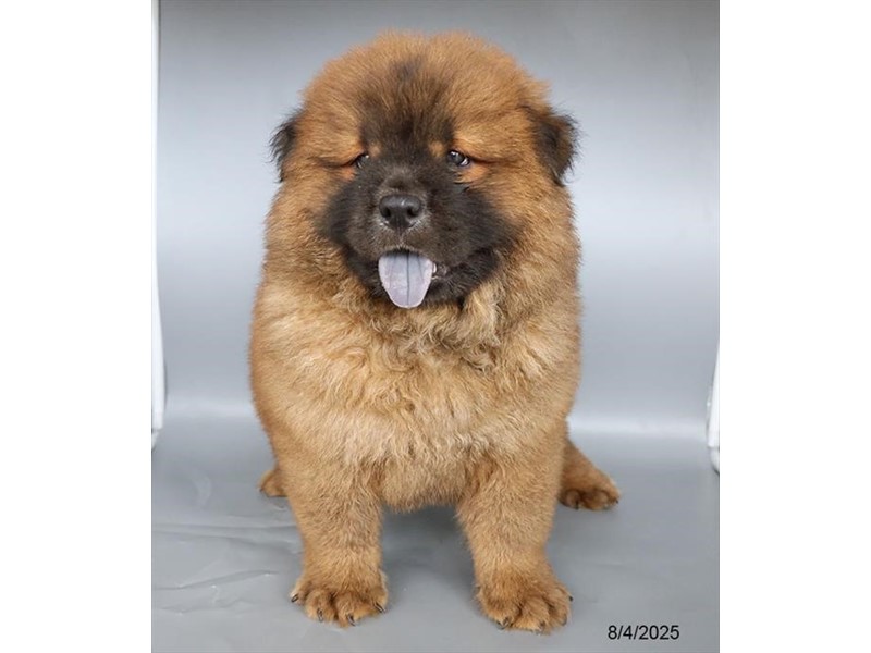 Chow Chow – 21561