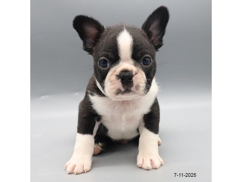 Boston Terrier – 21562