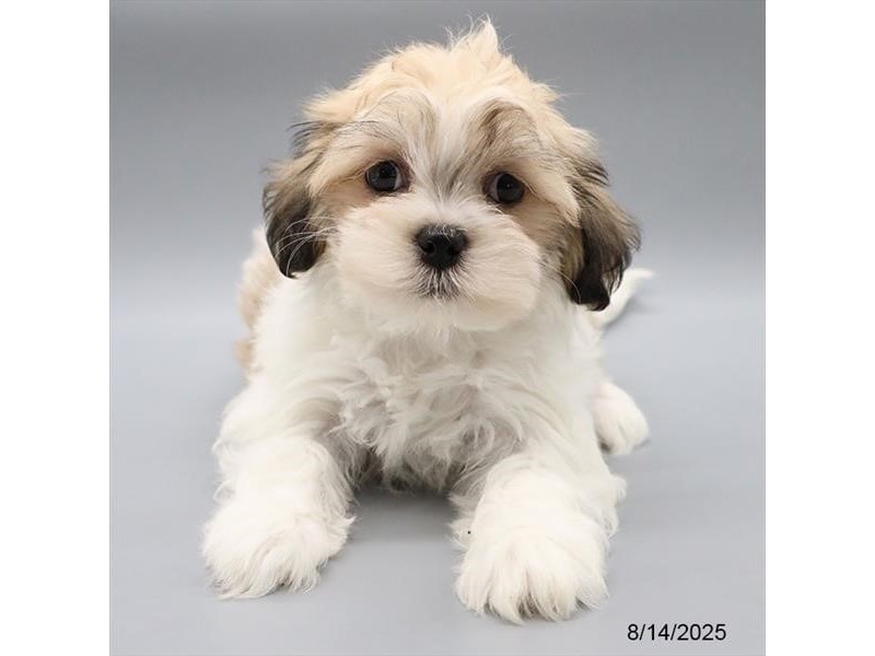 Shih Tzu/Bichon Frise – 21563