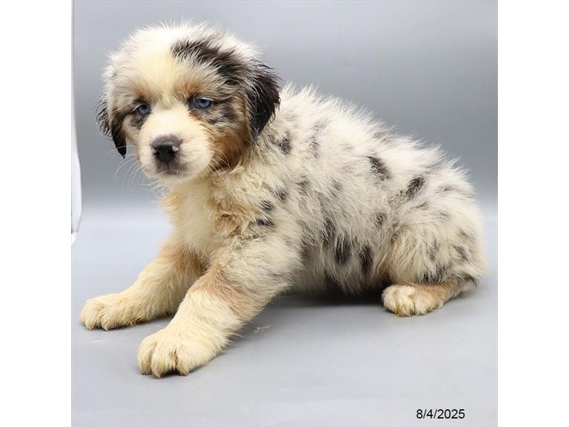 Australian Shepherd – 21564