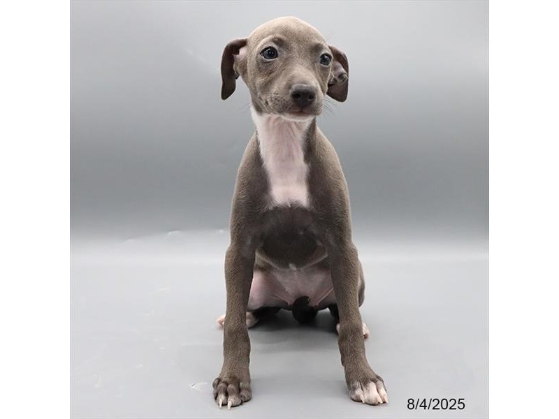 Italian Greyhound – 21566