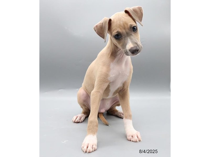Italian Greyhound – 21567