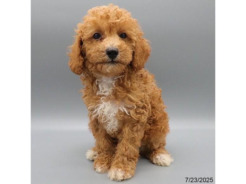 Poodle – 21568