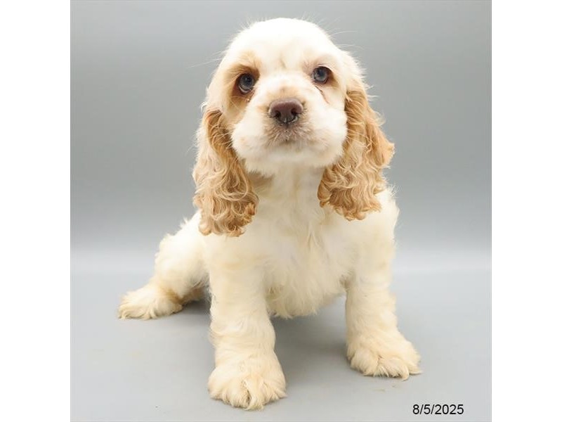 Cocker Spaniel – 21569