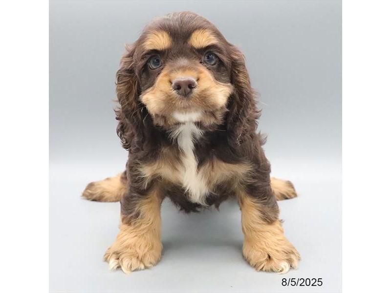 Cocker Spaniel – 21570