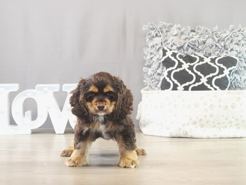 Cocker Spaniel – 21570