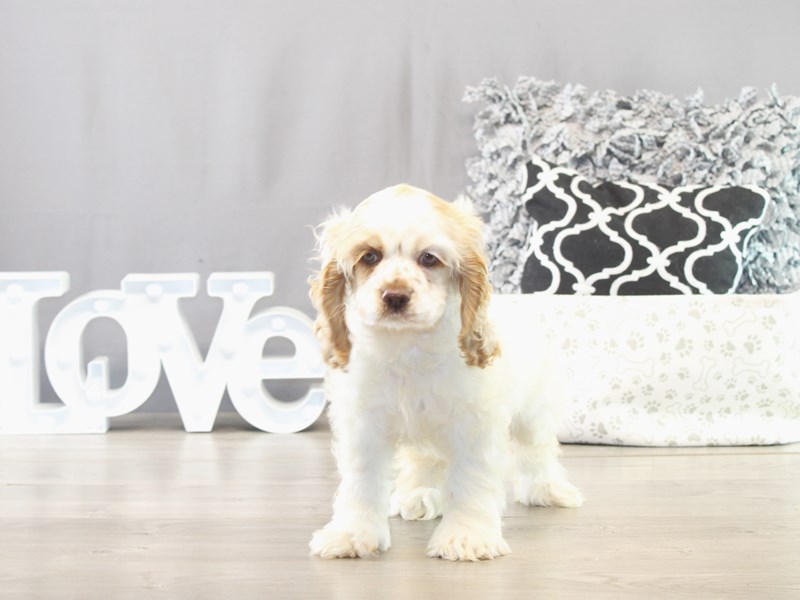 Cocker Spaniel – 21569