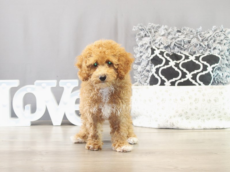 Poodle – 21568