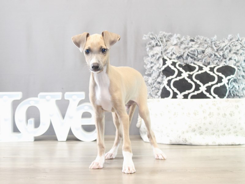 Italian Greyhound – 21567