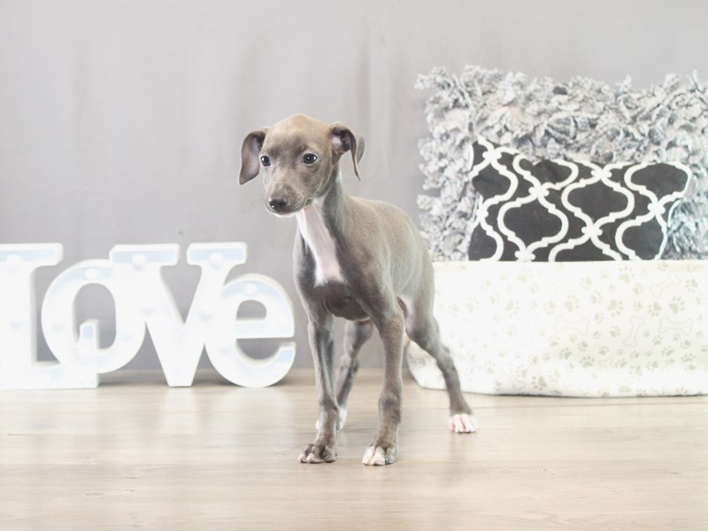 Italian Greyhound – 21566