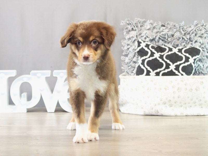 Miniature American Shepherd – 21565