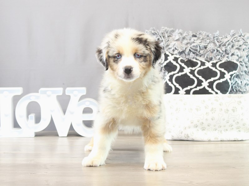 Australian Shepherd – 21564