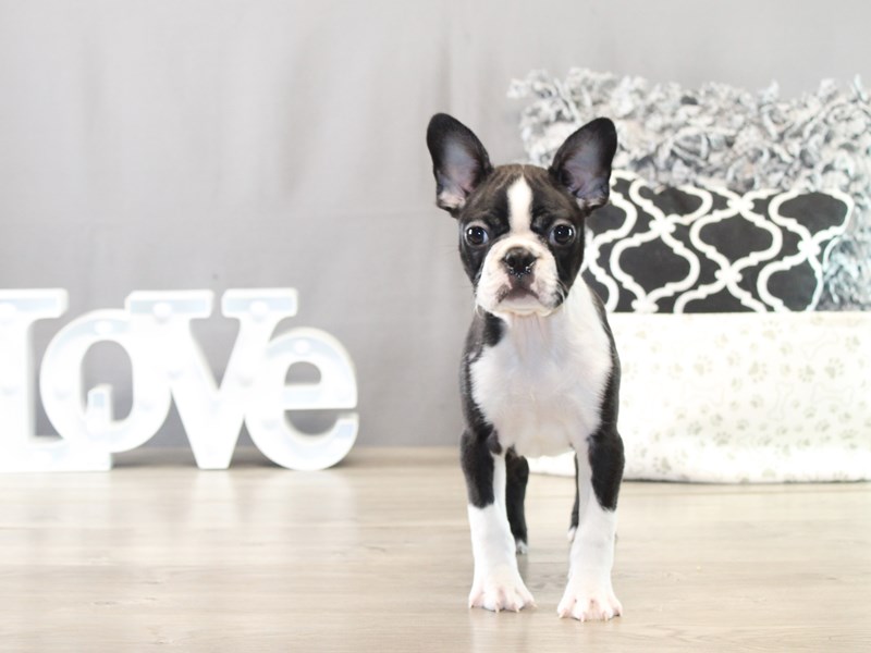 Boston Terrier – 21562