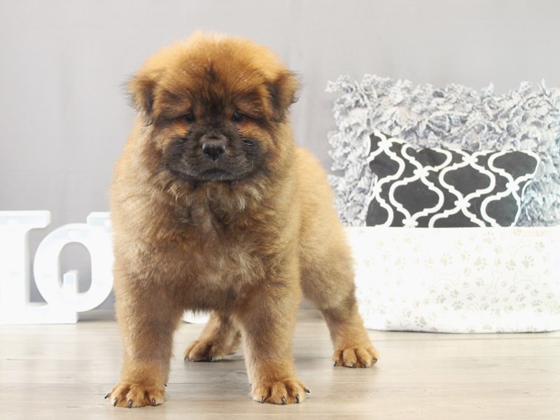 Chow Chow – 21561