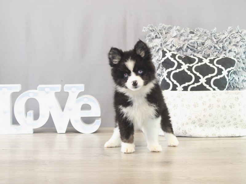 Pomsky – 21560