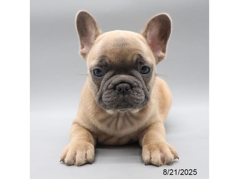 French Bulldog – 21576