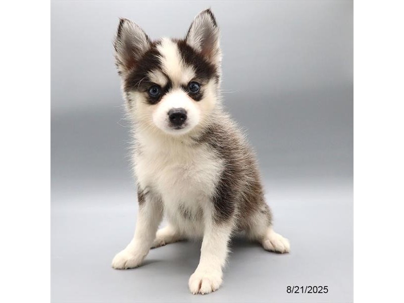 Pomsky – 21577