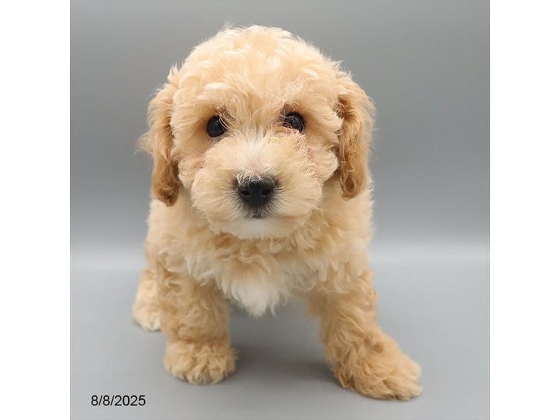 Bichonpoo – 21578