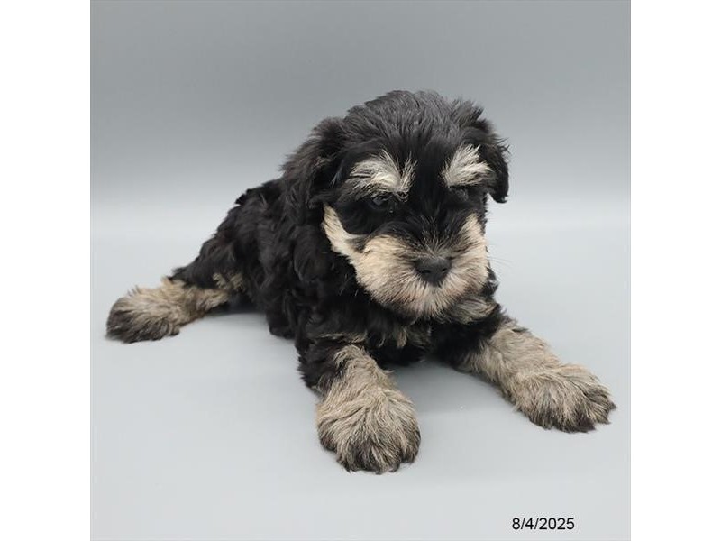 Miniature Schnauzer – 21579