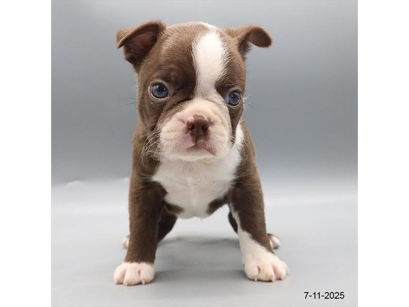 Boston Terrier – 21580