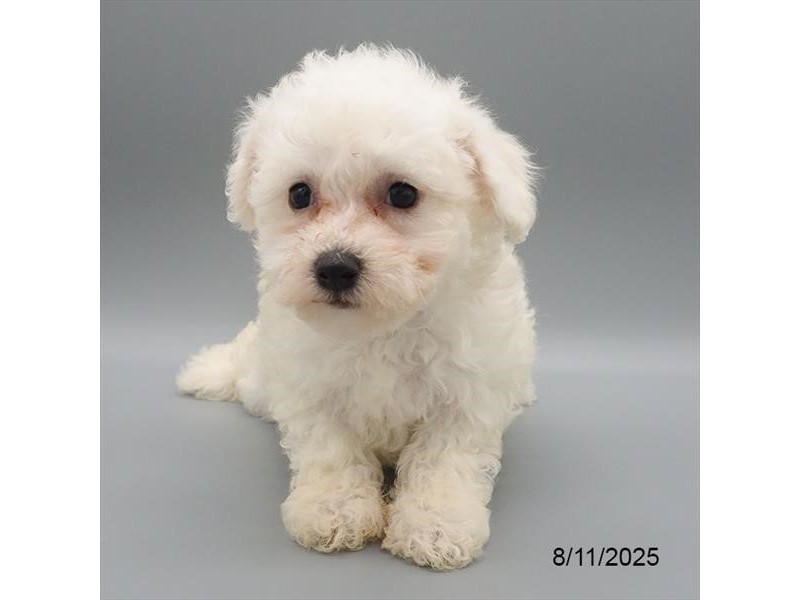 Bichon Frise – 21581