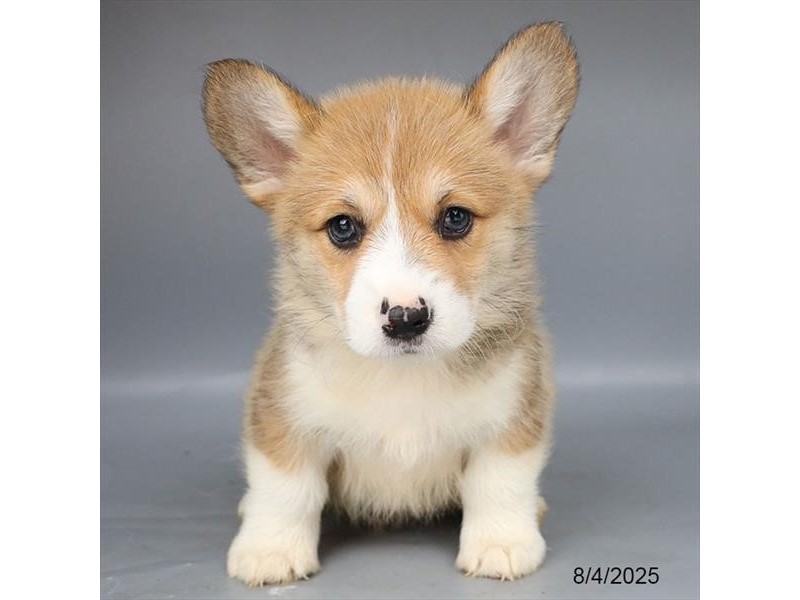 Pembroke Welsh Corgi – 21582