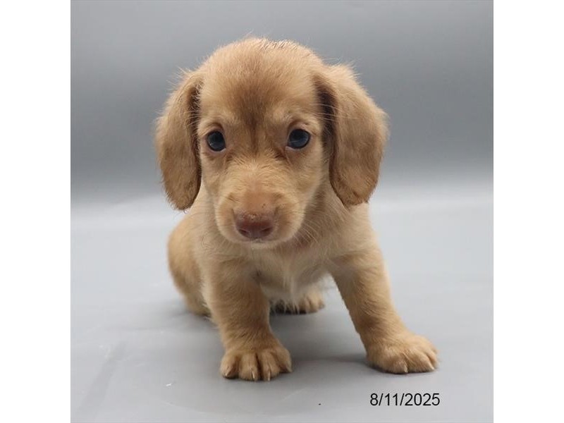 Dachshund – 21583