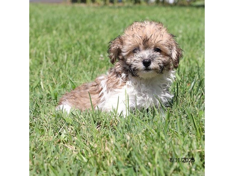 Havanese – 21584
