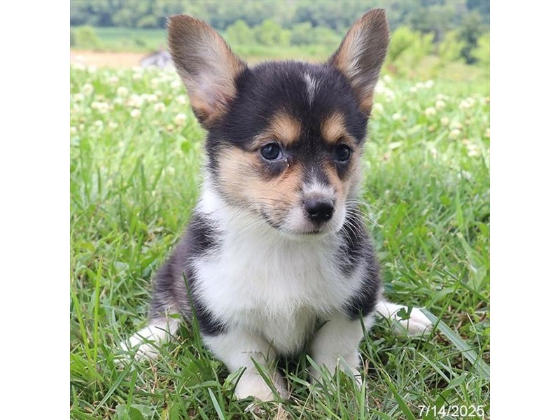Pembroke Welsh Corgi – 21585