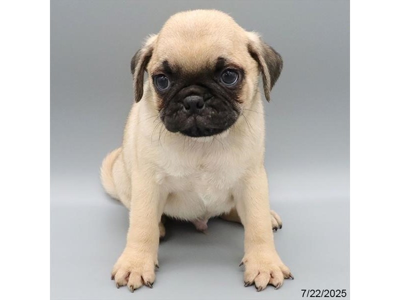 Pug – 21622
