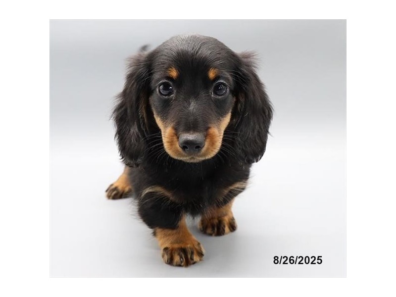 Dachshund – 21590
