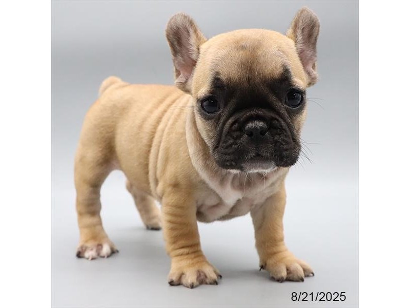 French Bulldog – 21591