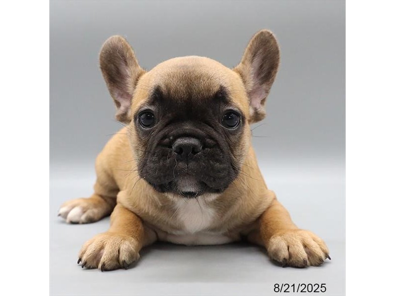French Bulldog – 21593