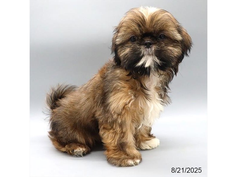 Shih Tzu – 21594