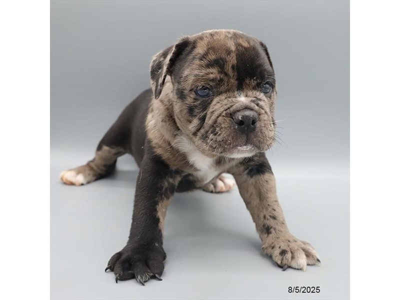 Victorian Bulldog – 21595