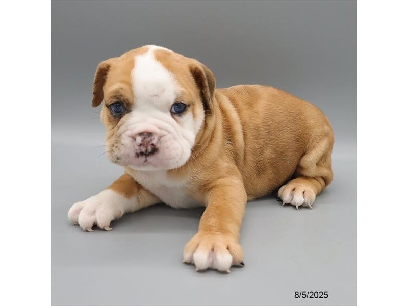 Victorian Bulldog – 21596