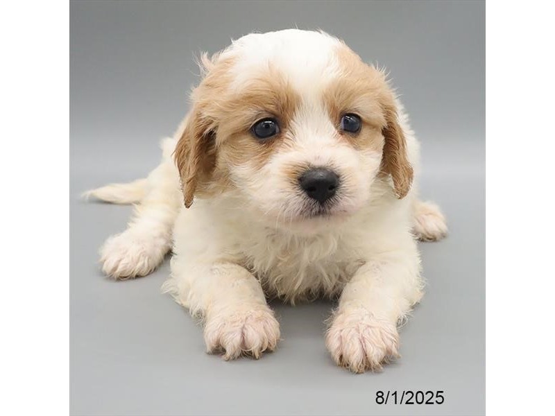 Cavachon – 21597