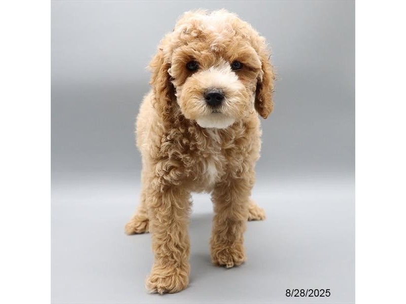 Goldendoodle Mini – 21598