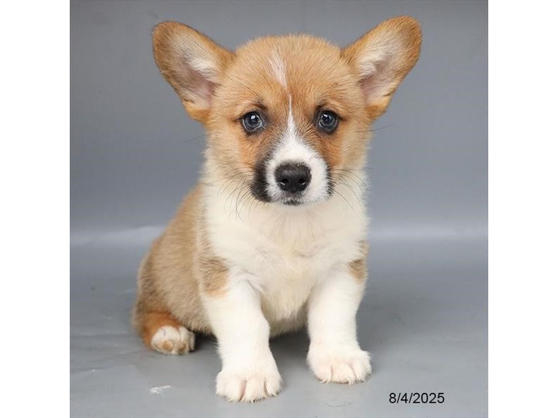 Pembroke Welsh Corgi – 21599