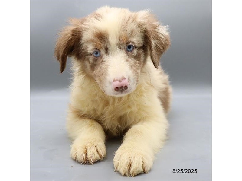 Australian Shepherd – 21600