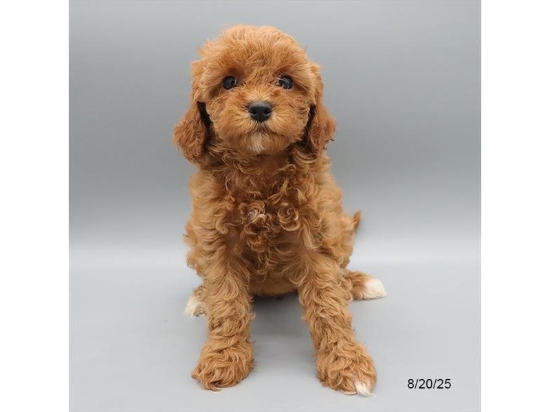 Cavapoo F1B – 21601