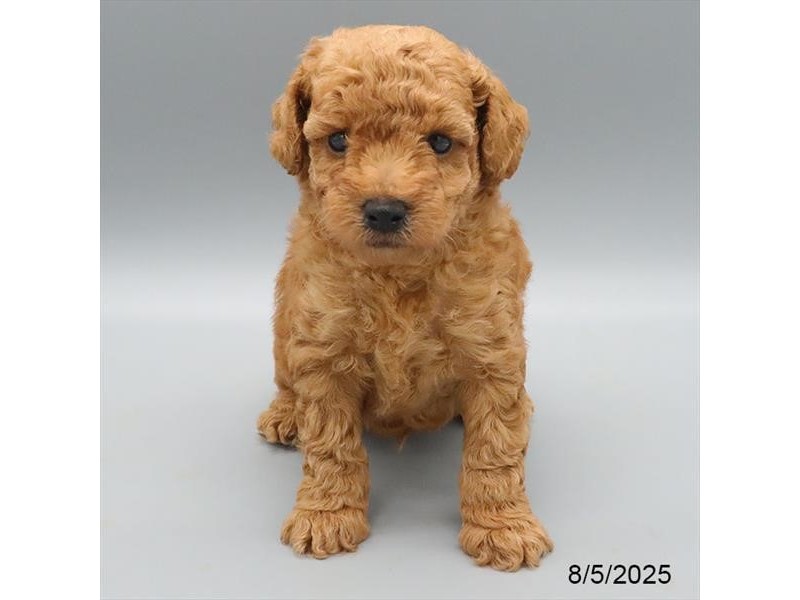 Poodle – 21602